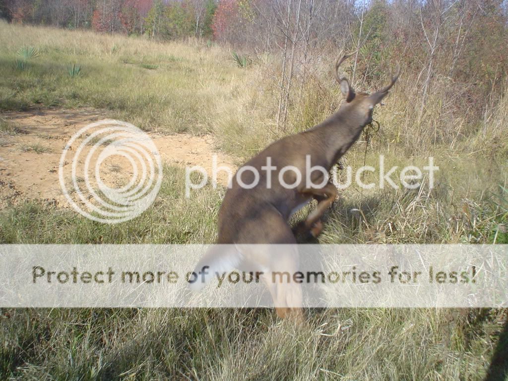 American Kangaroo Outdoor News Forum