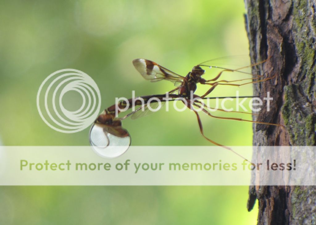 IMAGE: http://i454.photobucket.com/albums/qq266/coalcityfan/54c793e9-bcff-4478-b201-7c3eca7b14f4.jpg