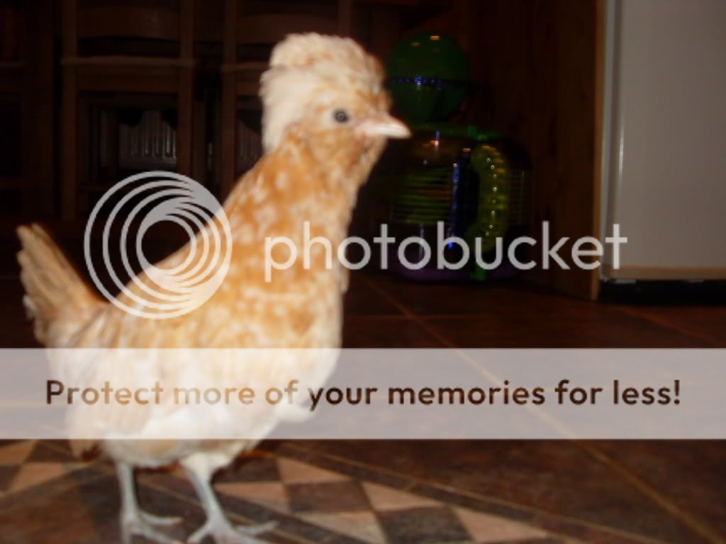 Chamois Polish Chicken