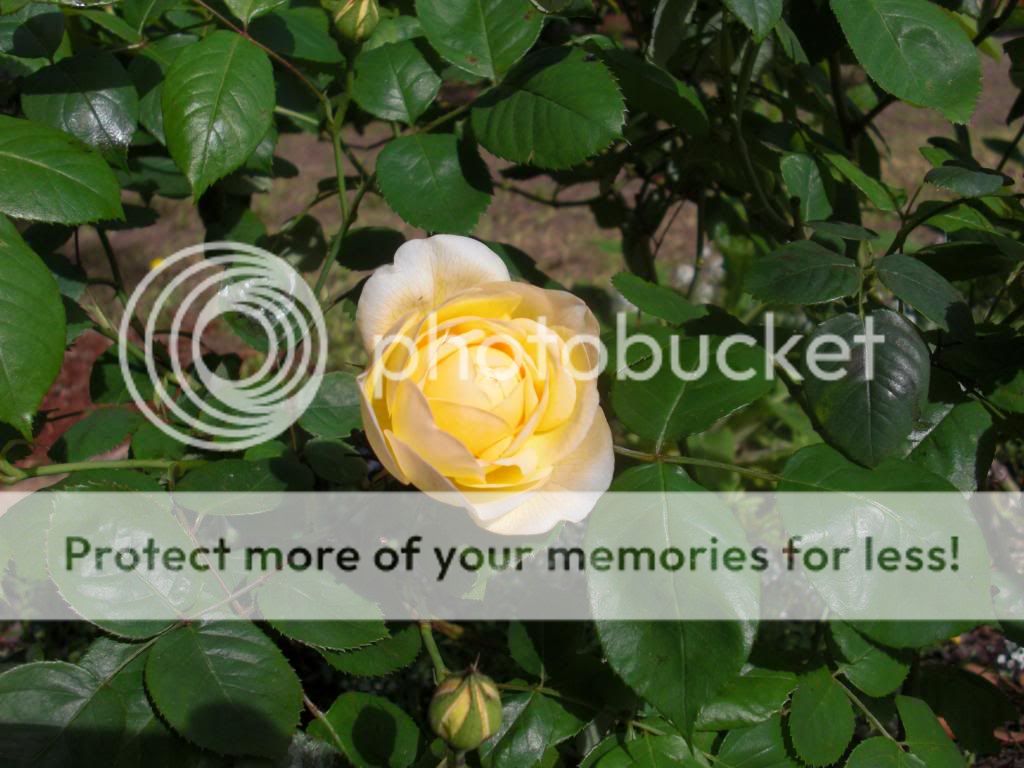 joyce barden photo CIMG5708.jpg