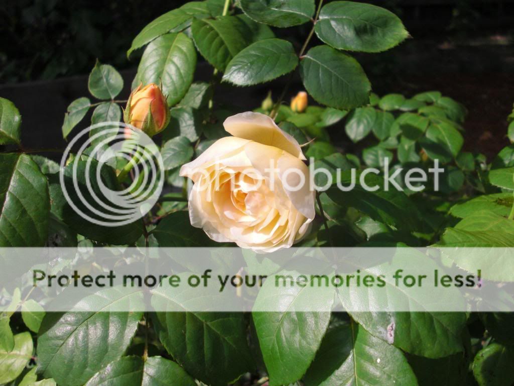 joyce barden photo CIMG5712.jpg