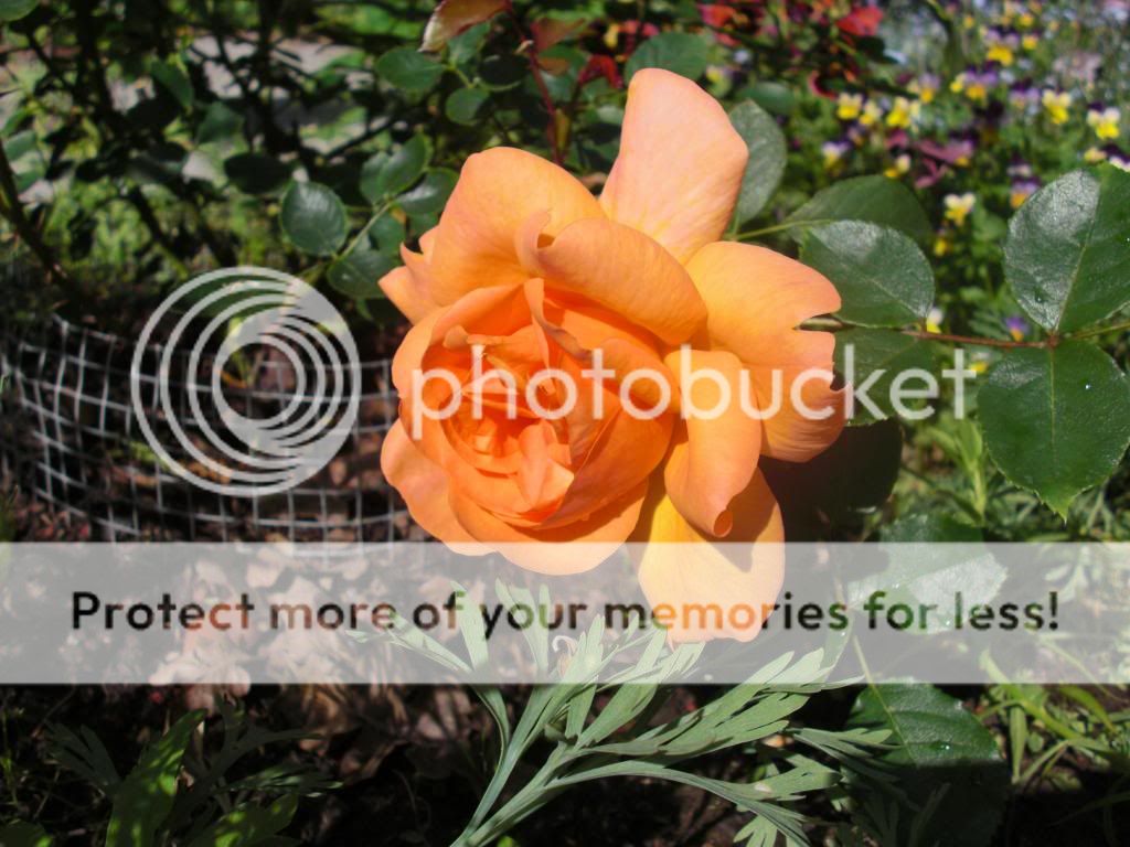 golden buddha photo CIMG5737.jpg