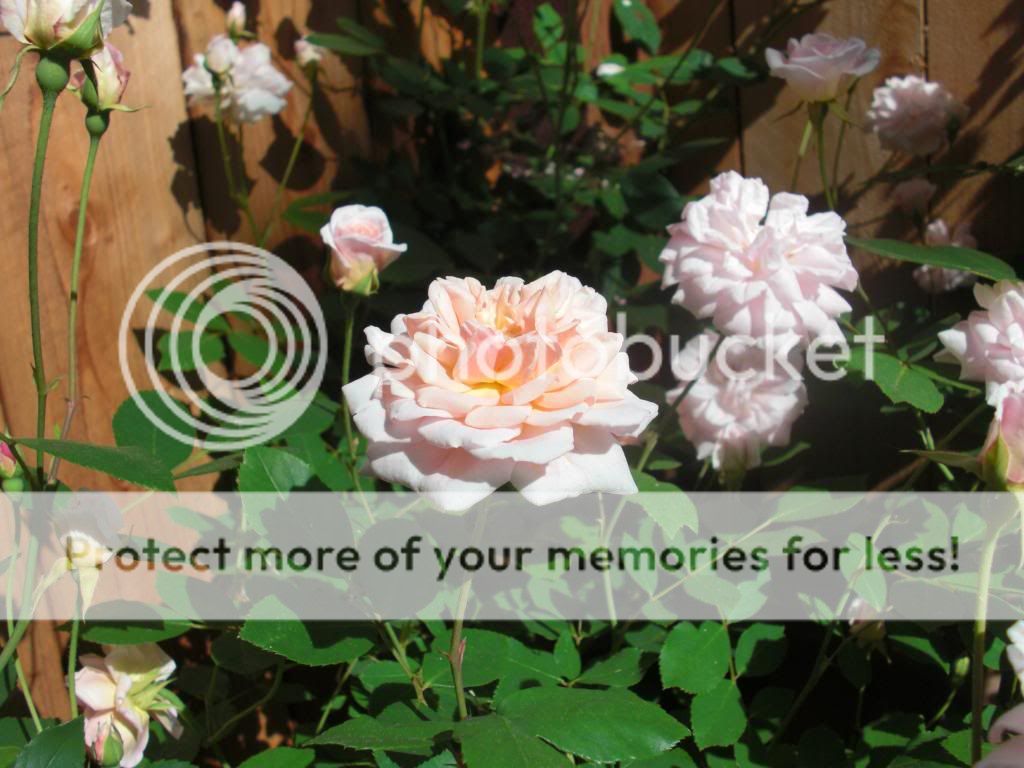 cecil brunner photo CIMG5768.jpg