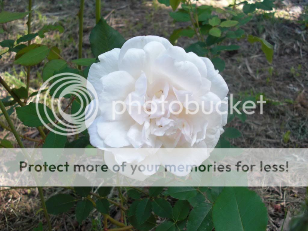 mme alfred carriere photo CIMG5778.jpg