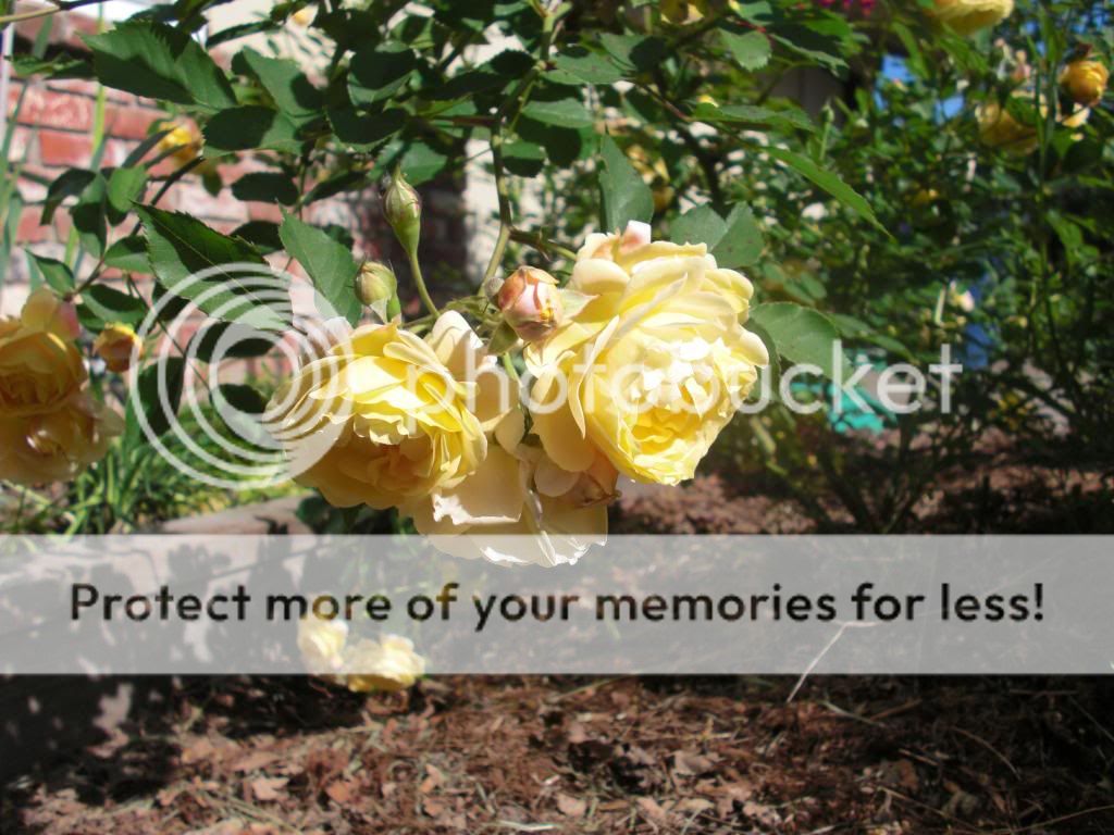 jerri jennings photo CIMG5799.jpg