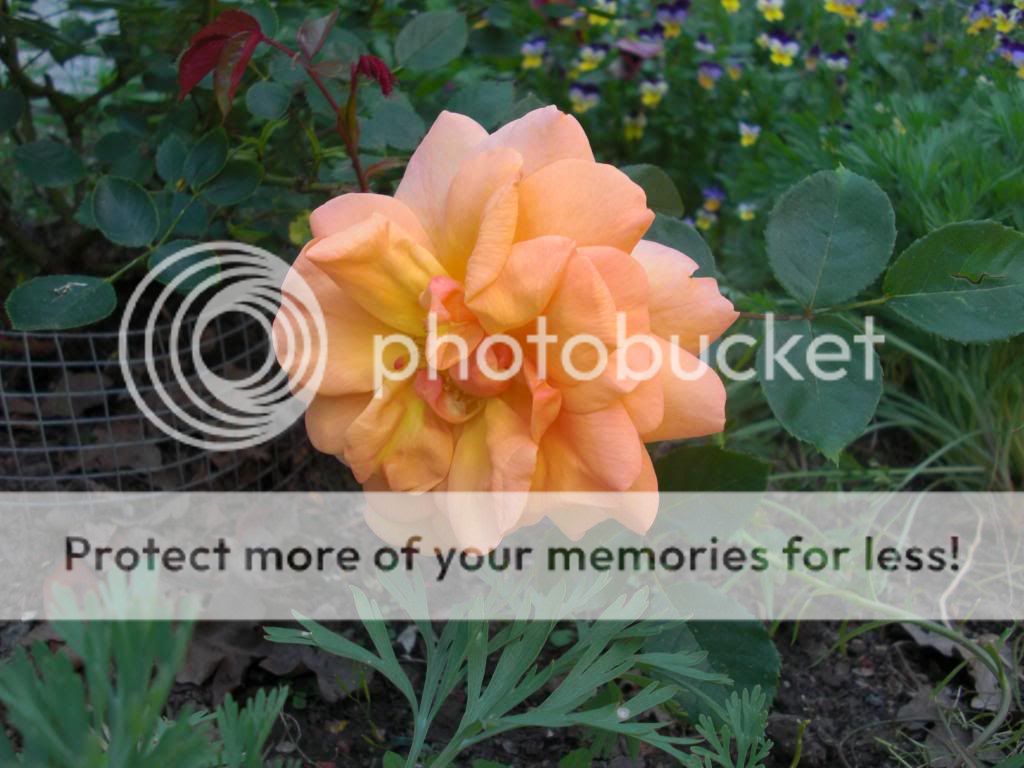 golden buddha photo CIMG5860.jpg