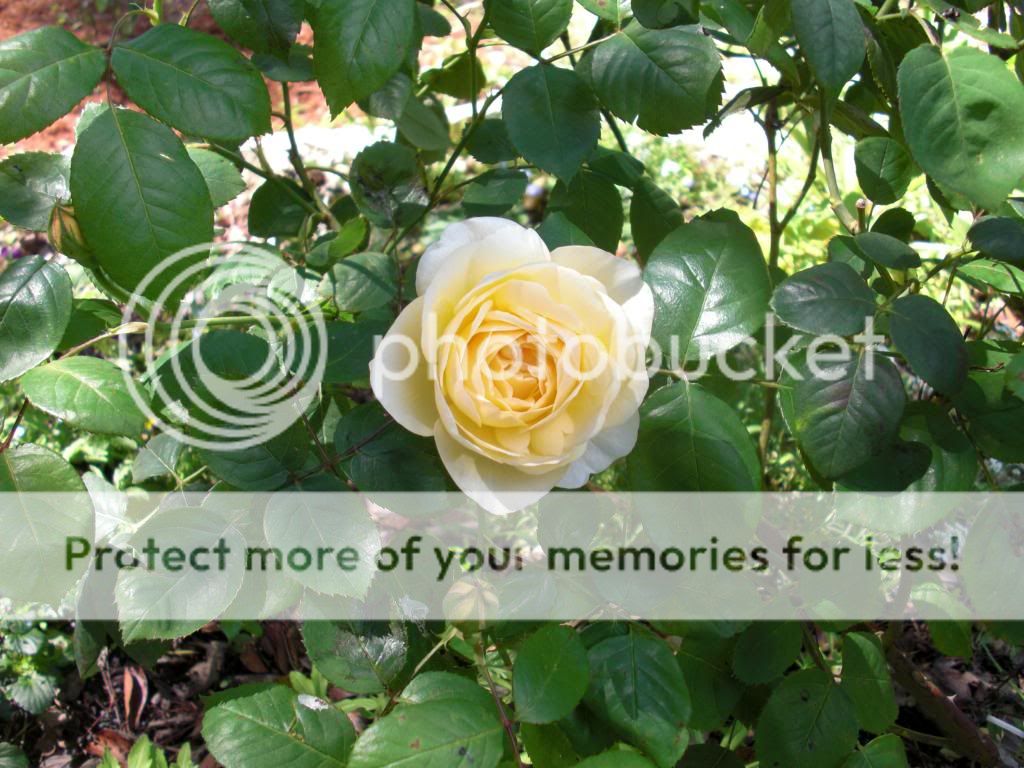 joyce barden photo CIMG5868.jpg