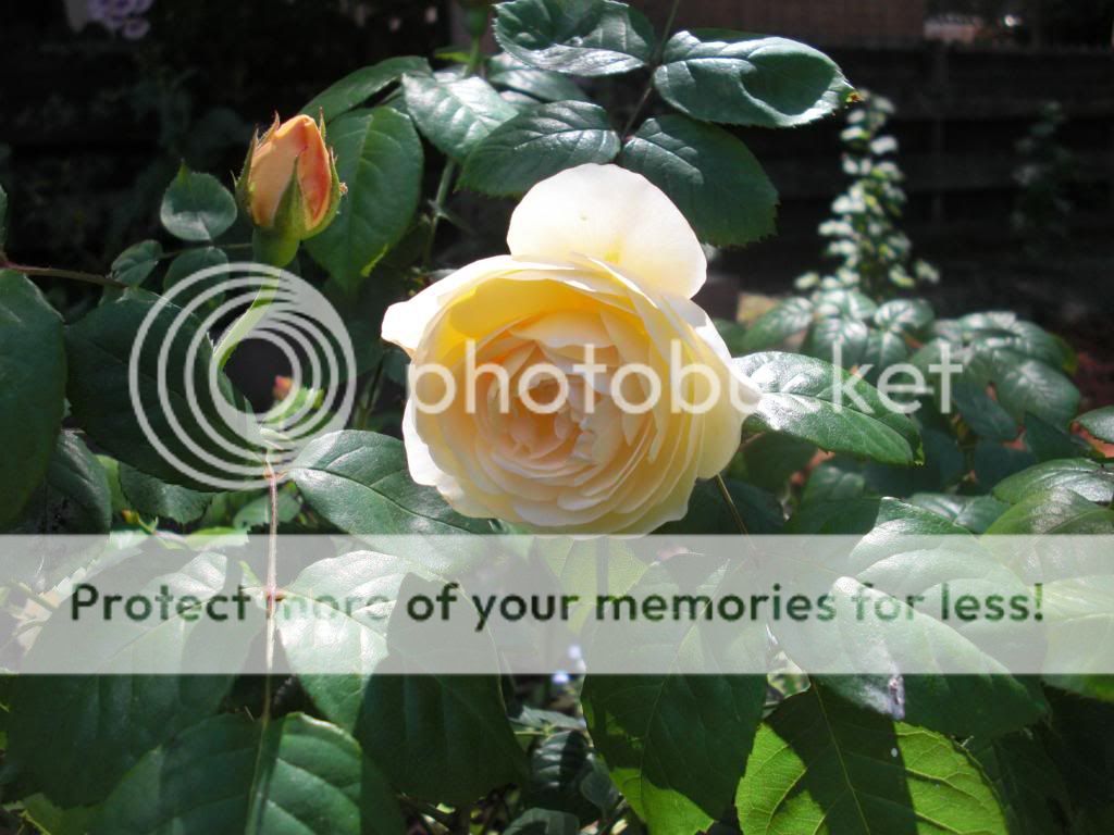 joyce barden photo CIMG5871.jpg