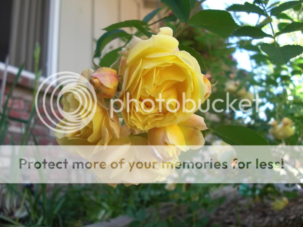 jerri jennings photo CIMG5890.jpg