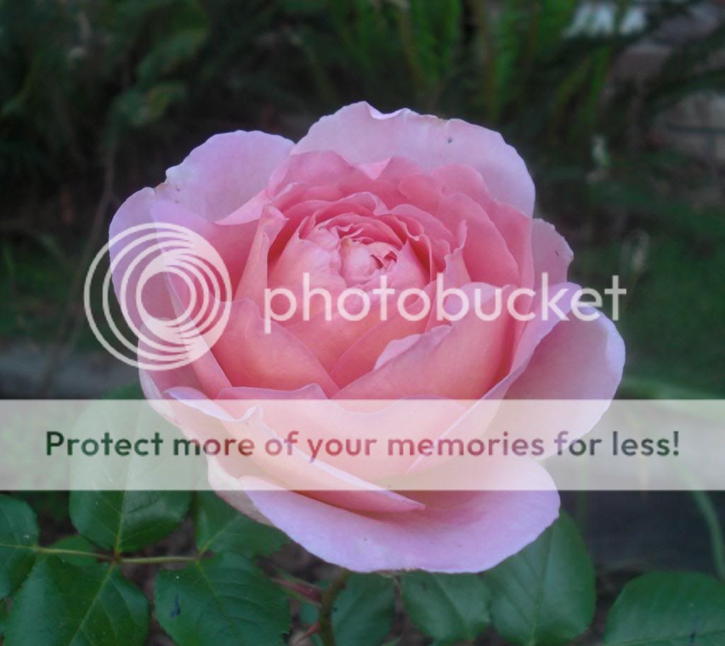 abraham darby photo AbrahamDarby.jpg