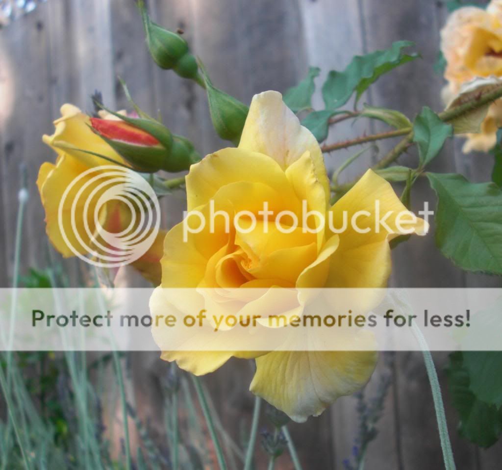 atutumn sunset photo AutumnSunset.jpg