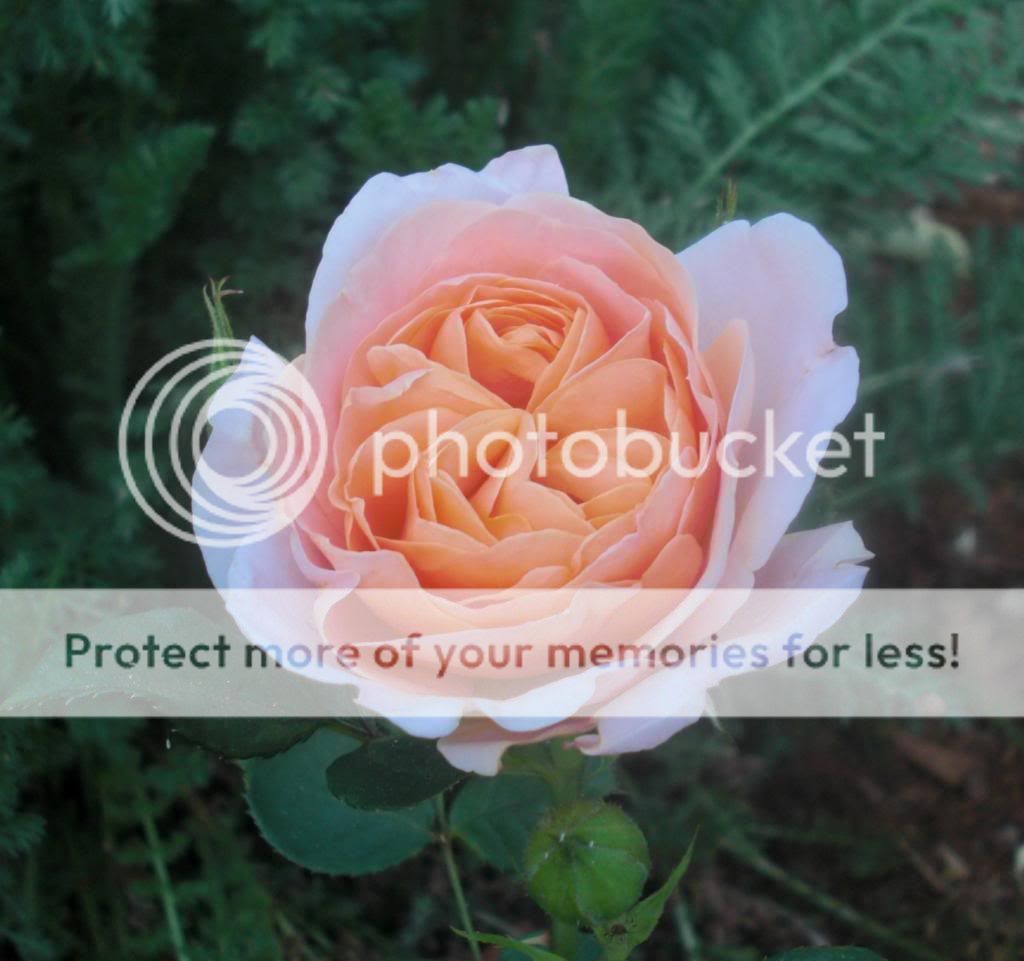 golden buddha photo GoldenBuddha.jpg