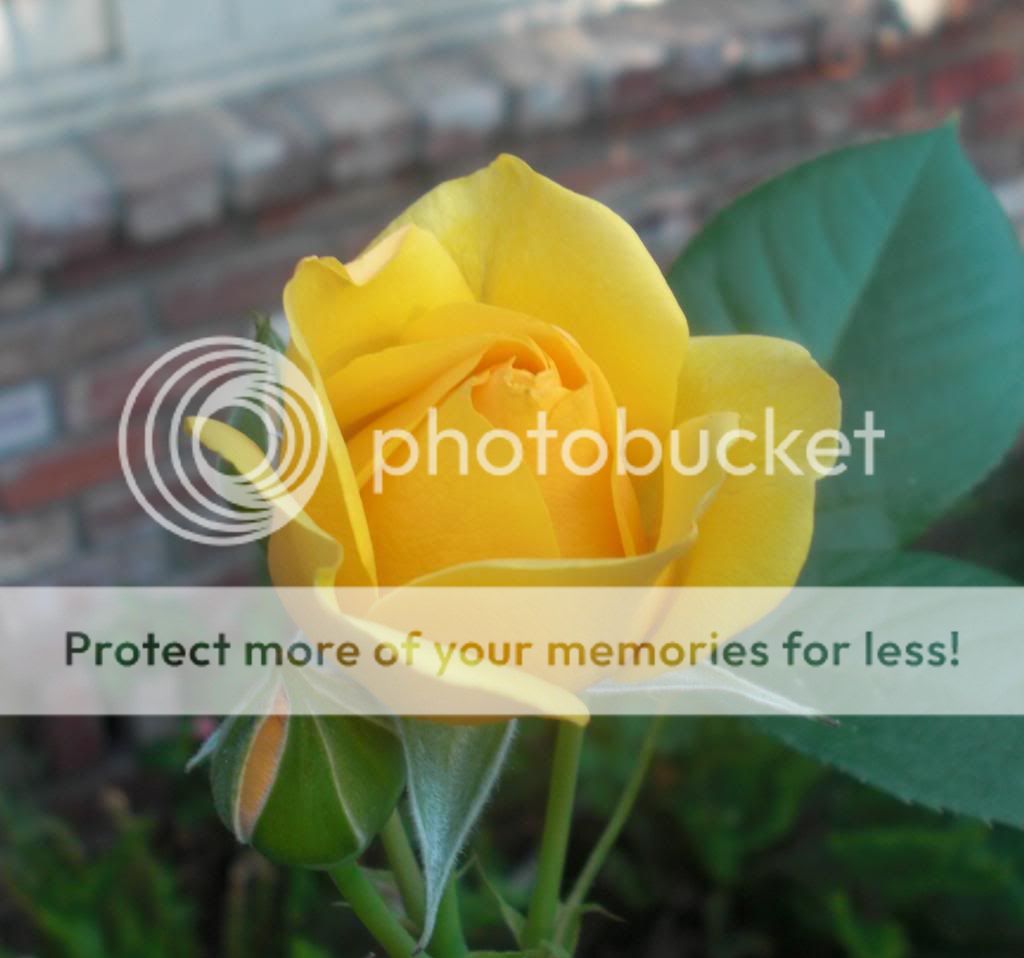 julia child photo JuliaChild.jpg