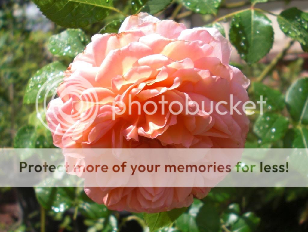  photo abrahamdarby-1.jpg