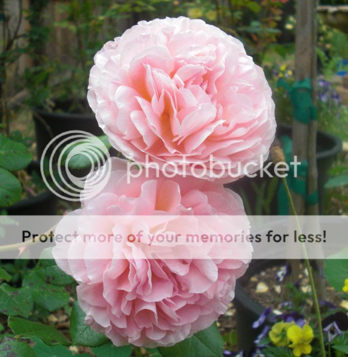 Abraham Darby