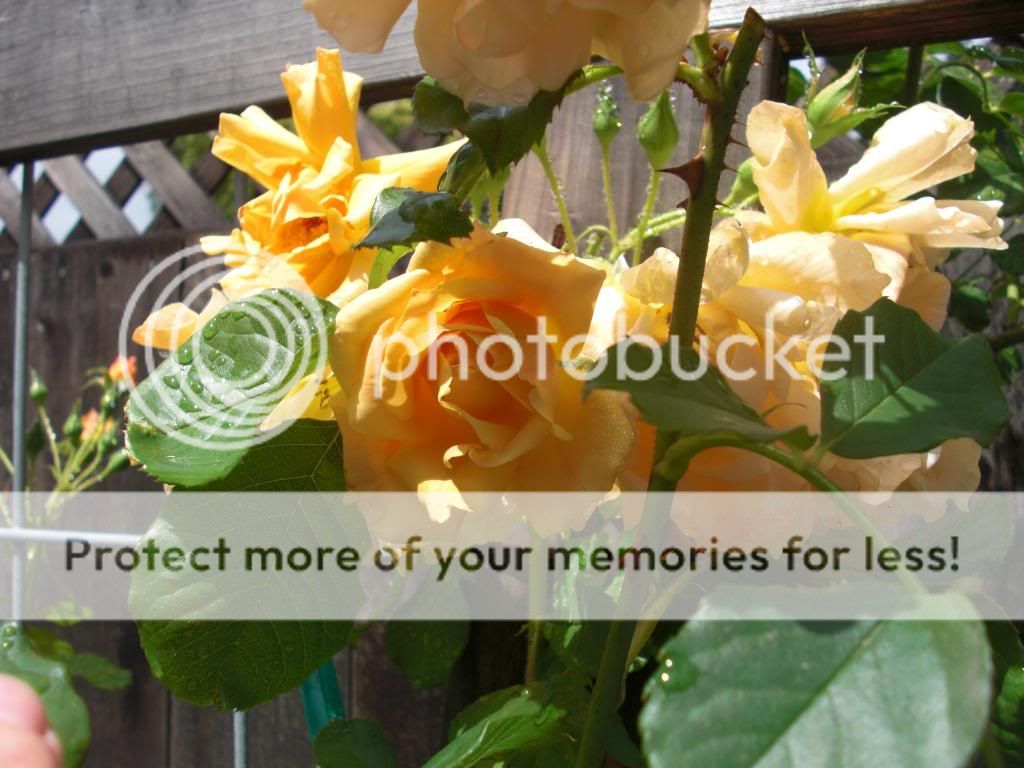  photo autumnsunset-3.jpg