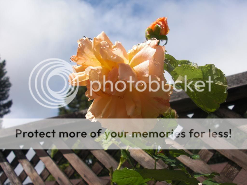  photo autumnsunset3.jpg