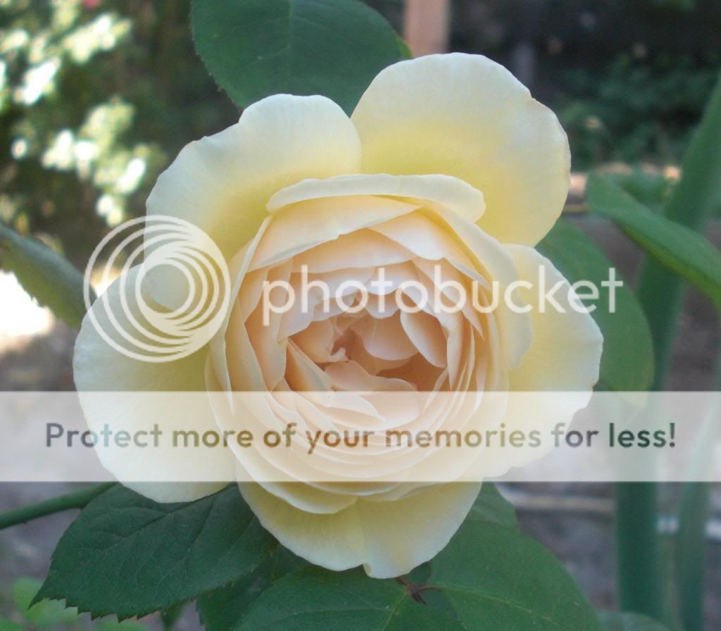 joyce barden photo b430be0c-ae4a-4eb3-a690-c15fb81fc6b1.jpg