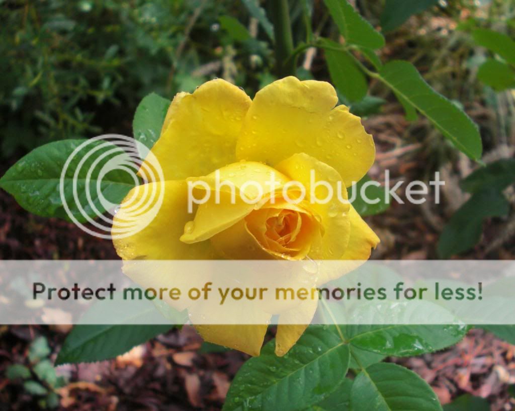  photo goldmedal-1.jpg