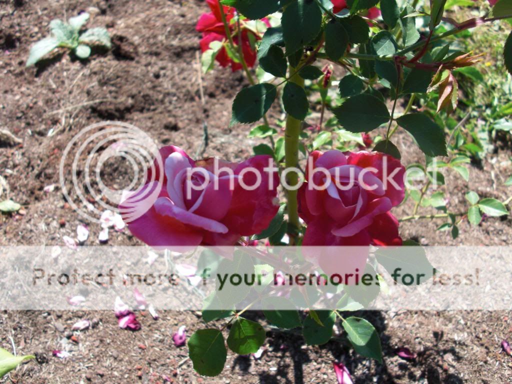 Archduc Charles photo archduccharles1.jpg