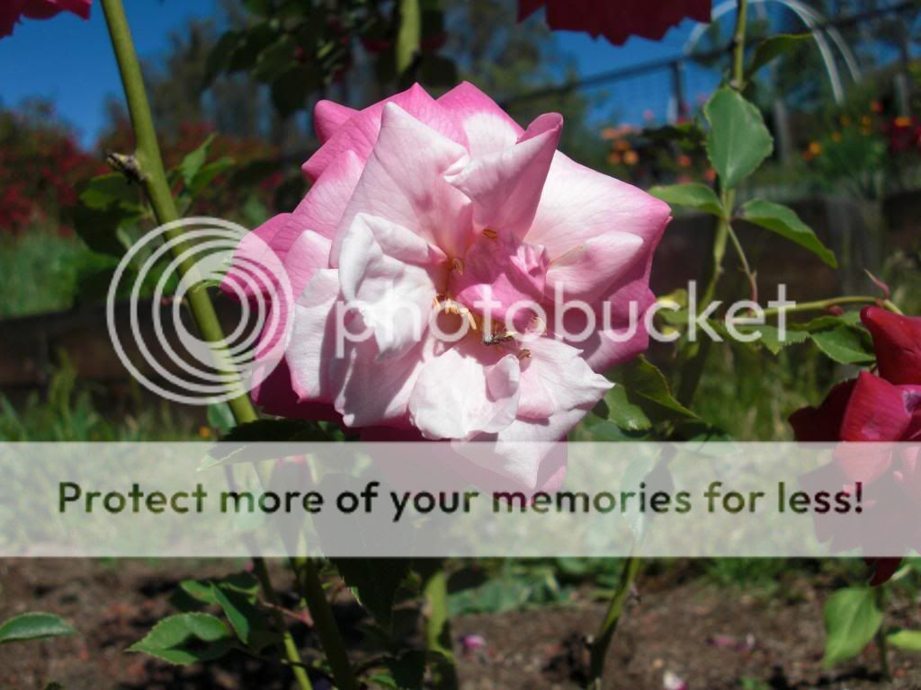 Archduc Charles photo archduccharles2.jpg