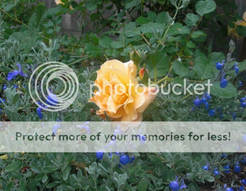 autumnsunetwithsalvia