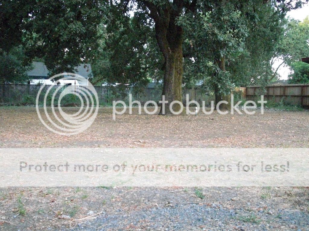 backyard photo backyard-1.jpg