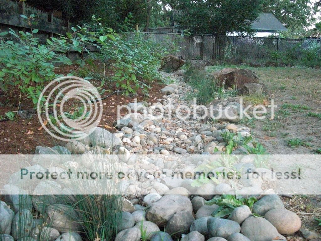 backyard photo backyard.jpg