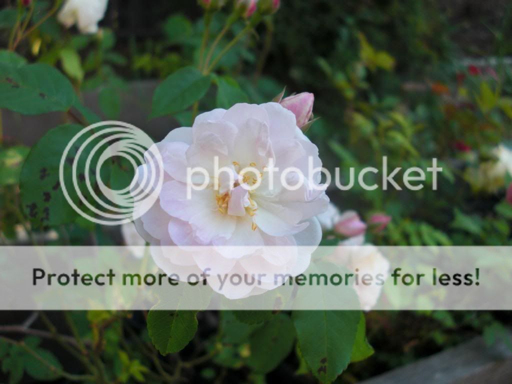 Blush Noisette photo blushnoisette.jpg