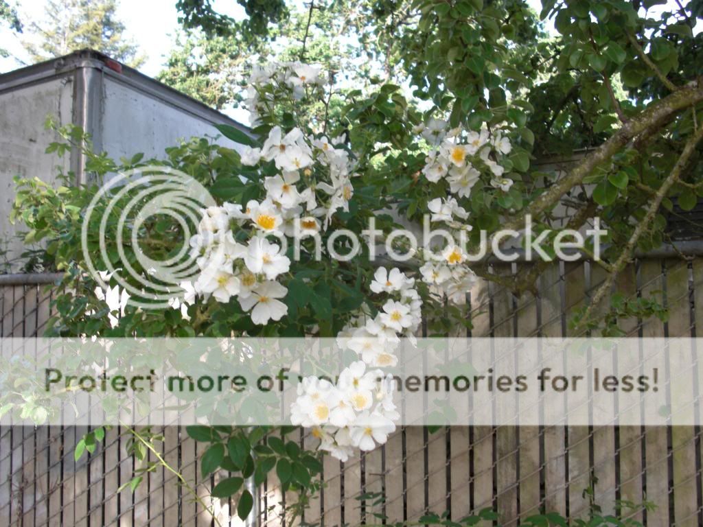 Rosa Helenae photo gardenpics014.jpg