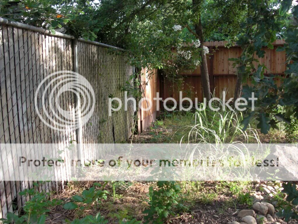 Rosa Helenae photo gardenpics017.jpg