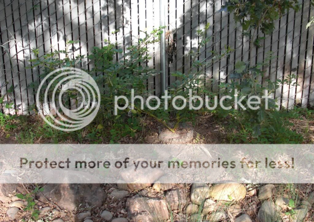 Rosa Gentiliana photo gardenpics019.jpg