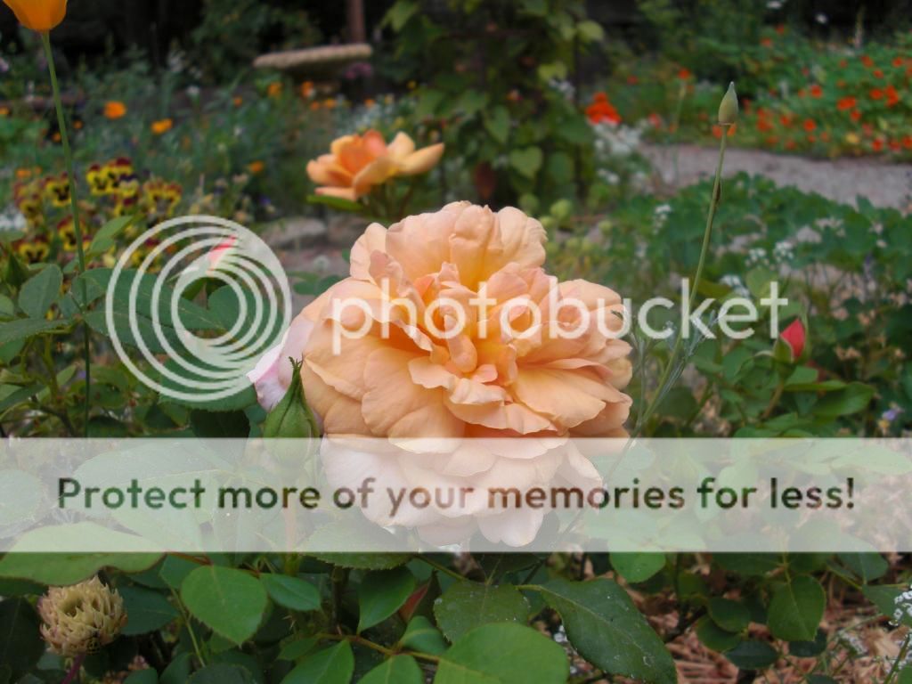  photo goldenbuddha.jpg