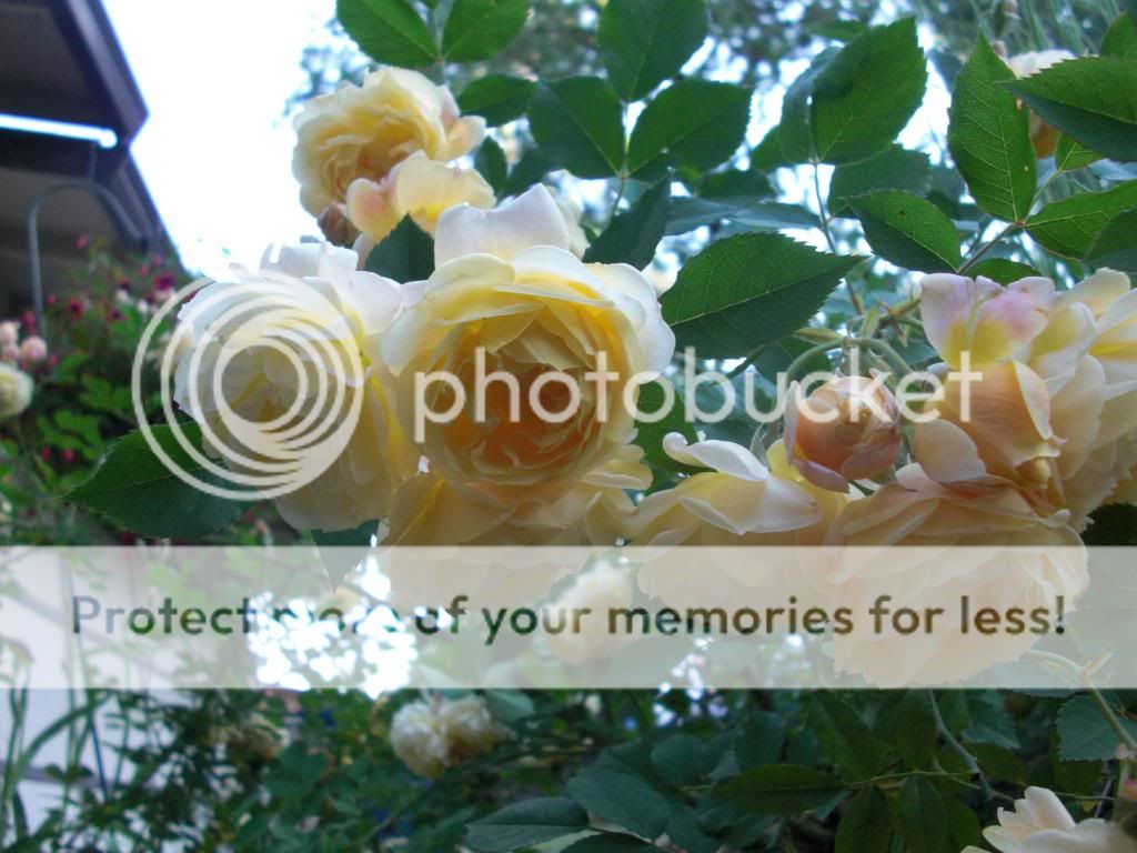 Jerri Jennings photo jerrijennings.jpg