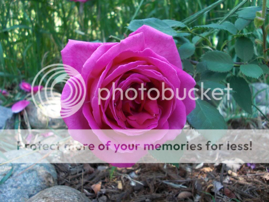 Marchioness of Lorne photo marchionessoflorne.jpg