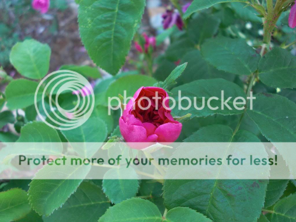 Portland from Glendora photo portlandfromglendora2.jpg