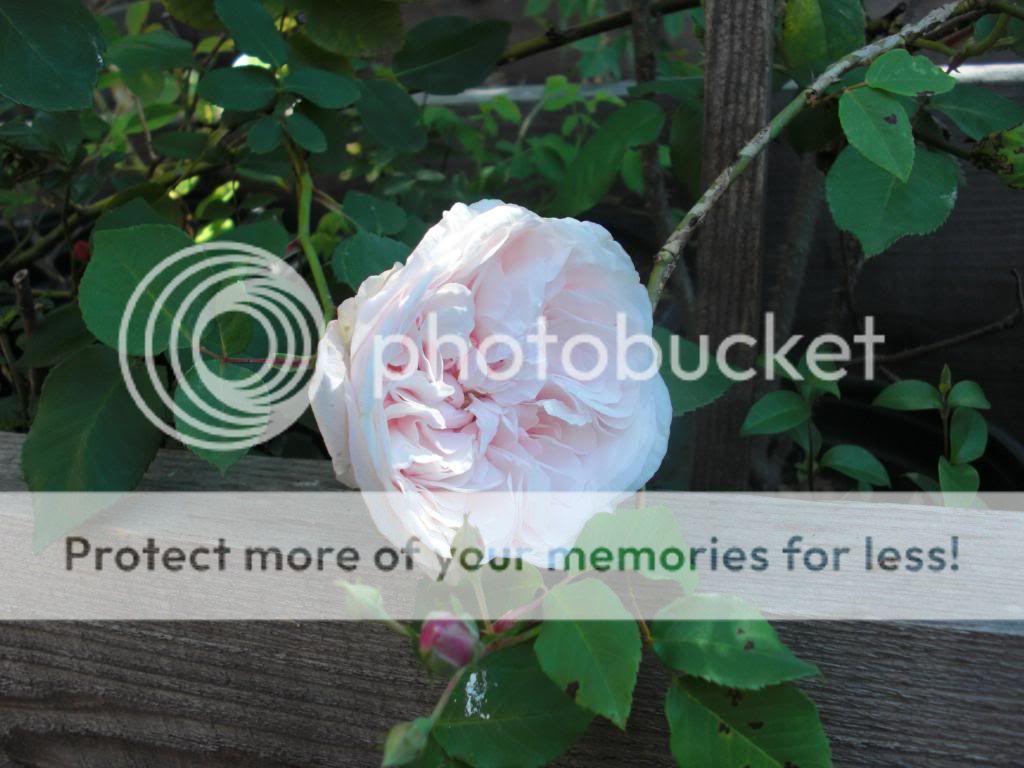 Souveneir de la Malmaison photo souveneirdelamalmaison.jpg