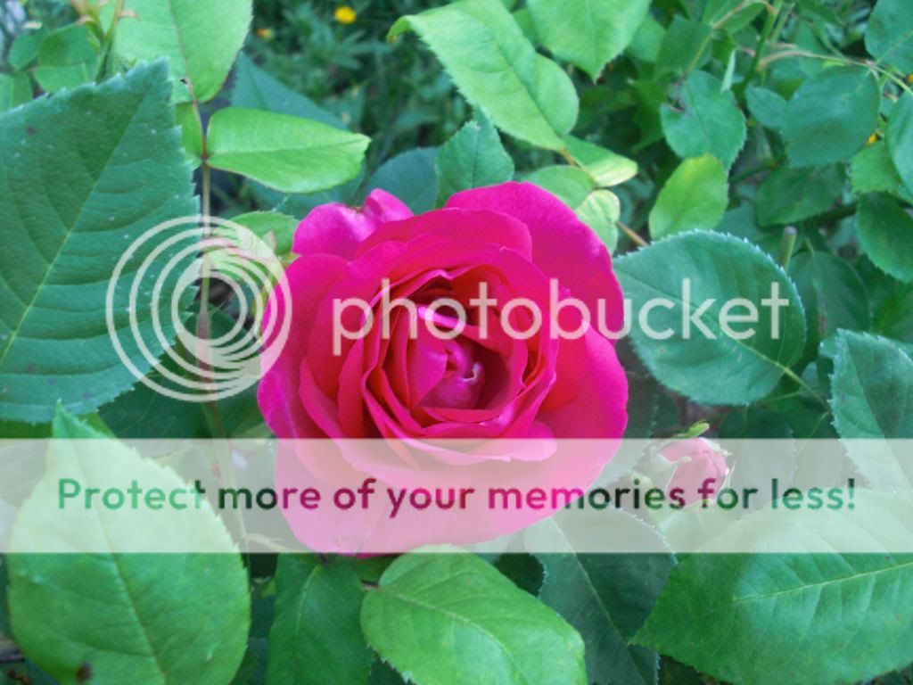 Ulrich Brunner, fils photo ulrichbrunnerfils.jpg