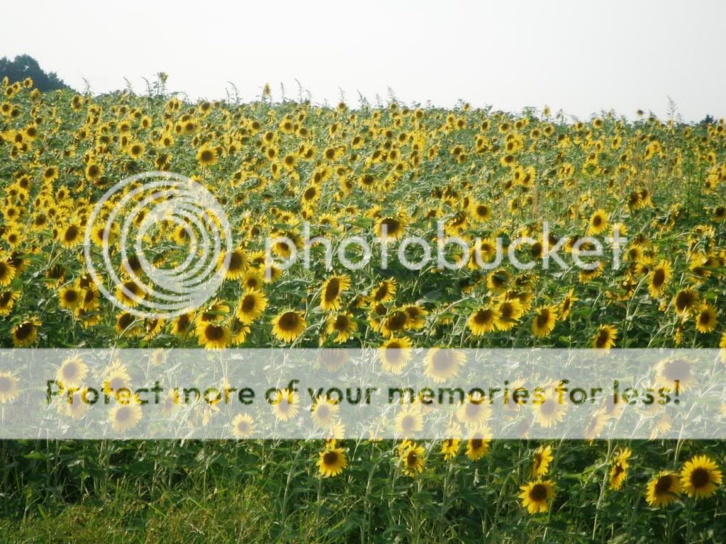 Run don't walk to Sunflowers Fields in Raleigh (Knightdale, Bethlehem