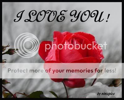 rose Pictures, Images and Photos