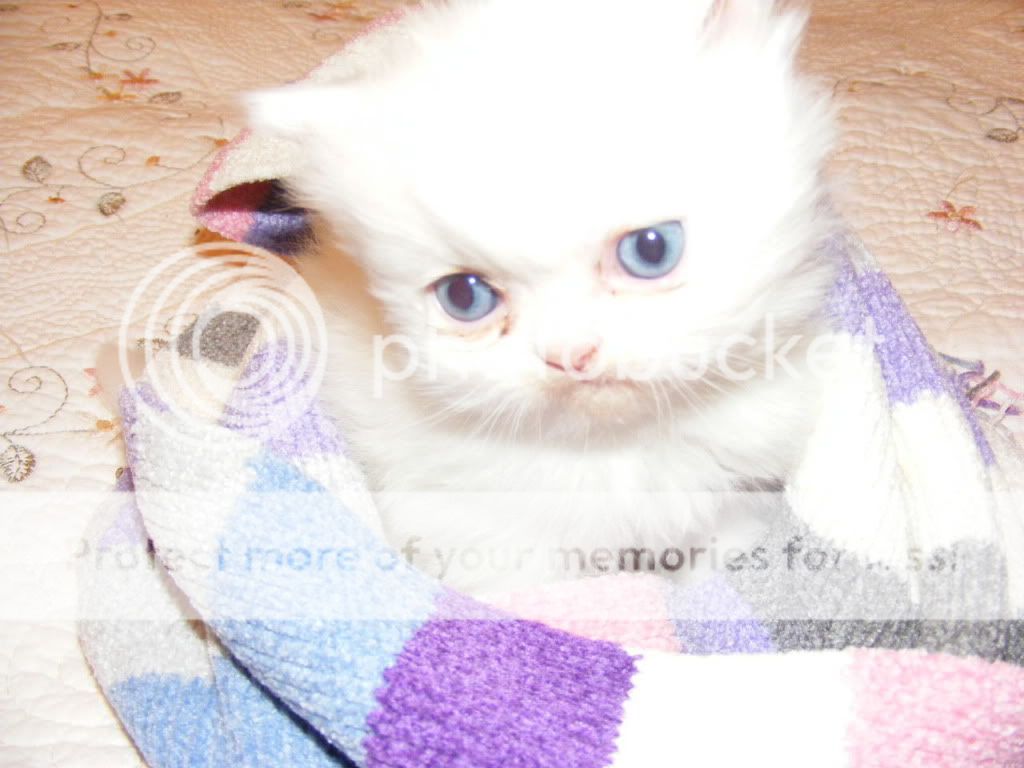 White Persian Baby Pictures, Images and Photos