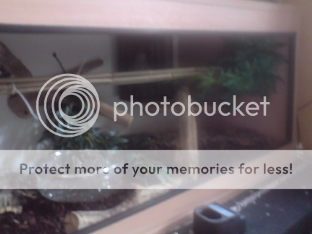 Retic Enclosures | Reptile Forums